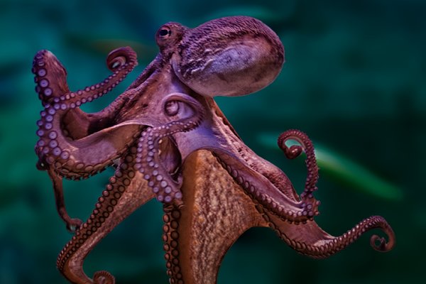 Kraken com зеркало